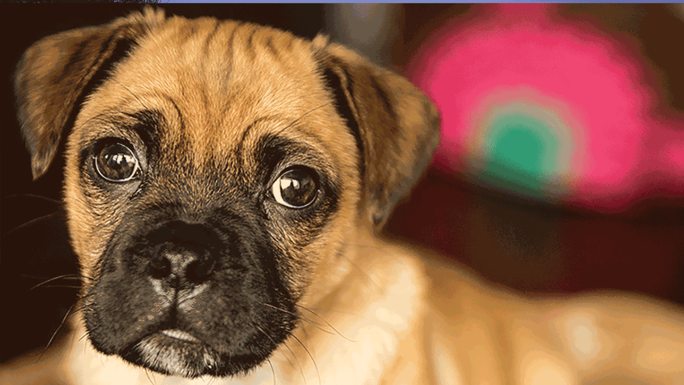 Pet friendly accommodation