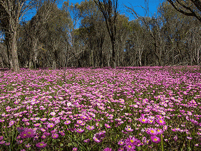 Dryandra Woodland National Park