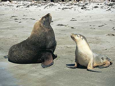 Shoalwater Islands Marine Park