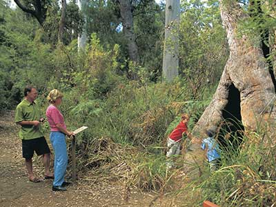 Walpole-Nornalup National Park