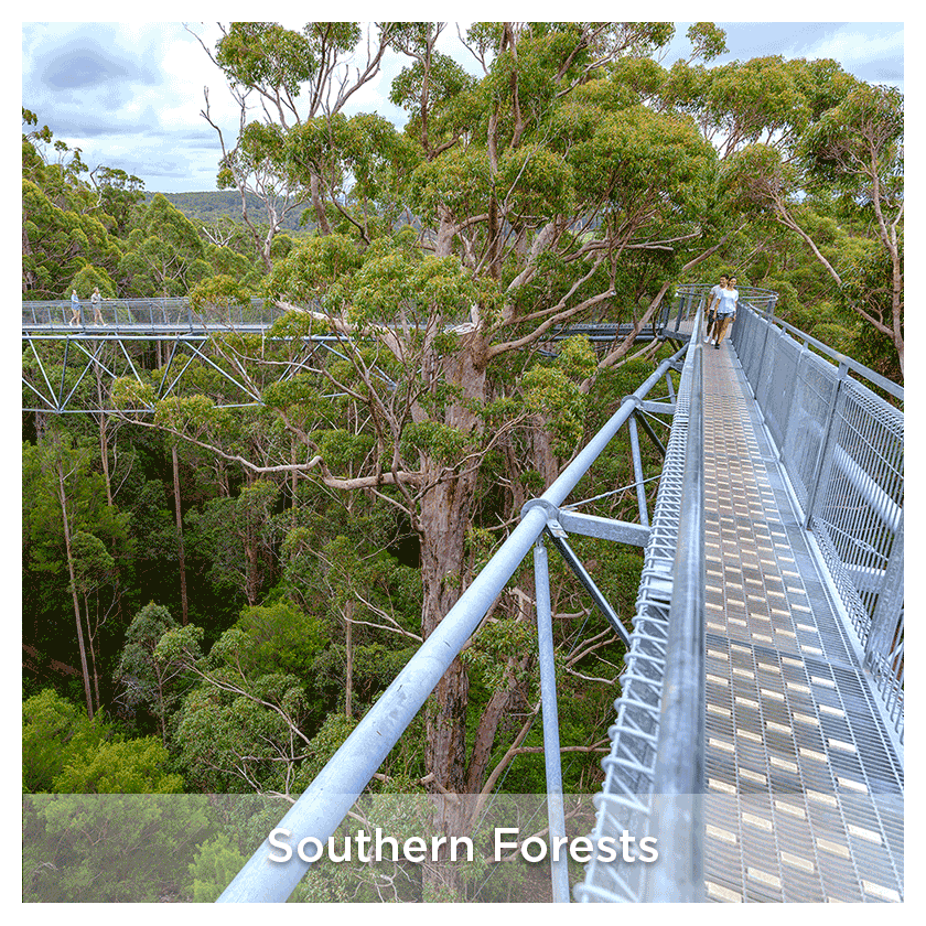 Southern Forests